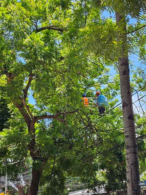 Addressing Brownouts In Central Negros: How Negros Power Is Tackling Vegetation Issues